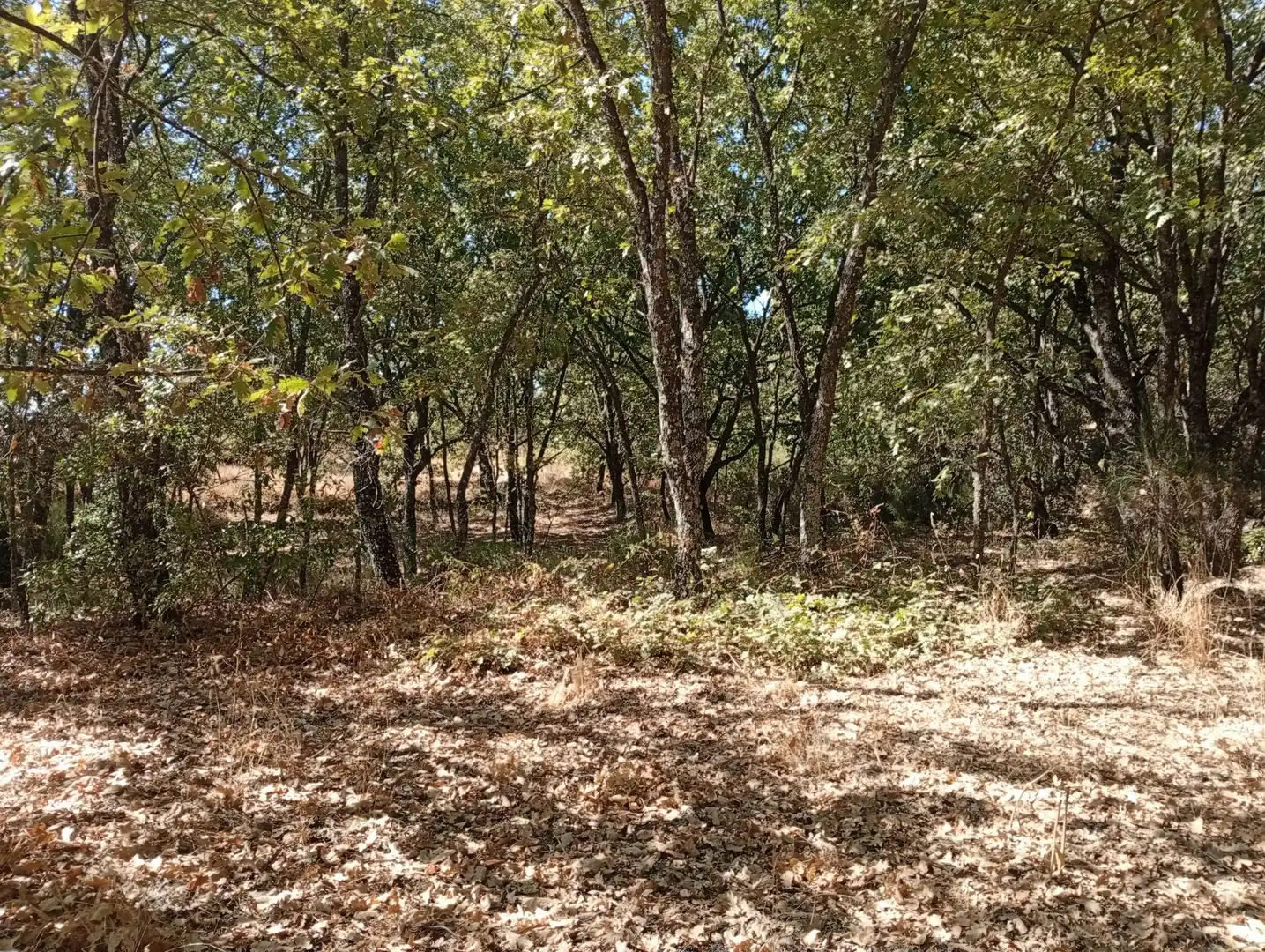 Terreni e lotti in vendita a Villanueva de la Vera, imagen 67