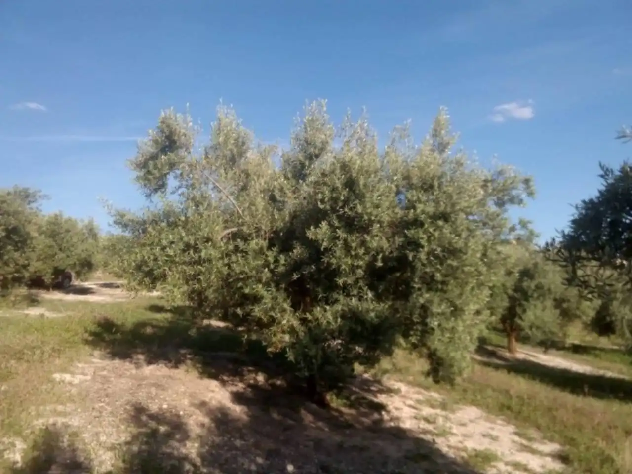Terrain rustique à vendre à Calle TERMINO DE BAENA