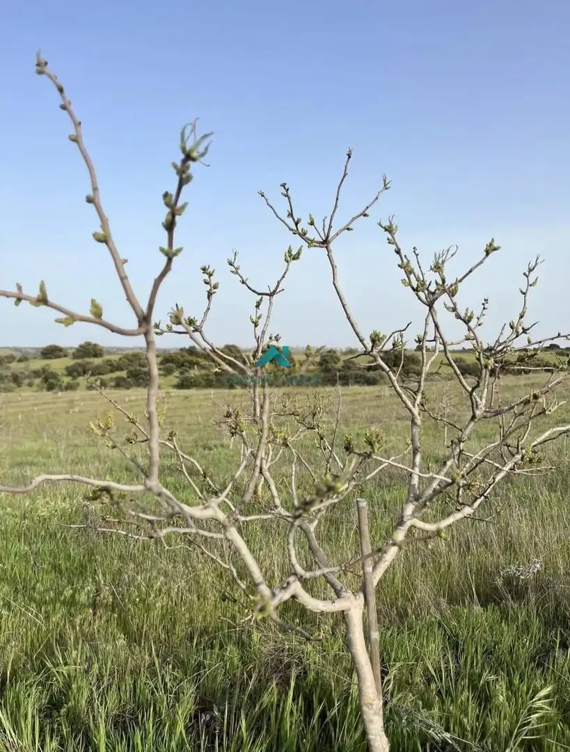 Rural land for sale in Villamanta, imagen 3