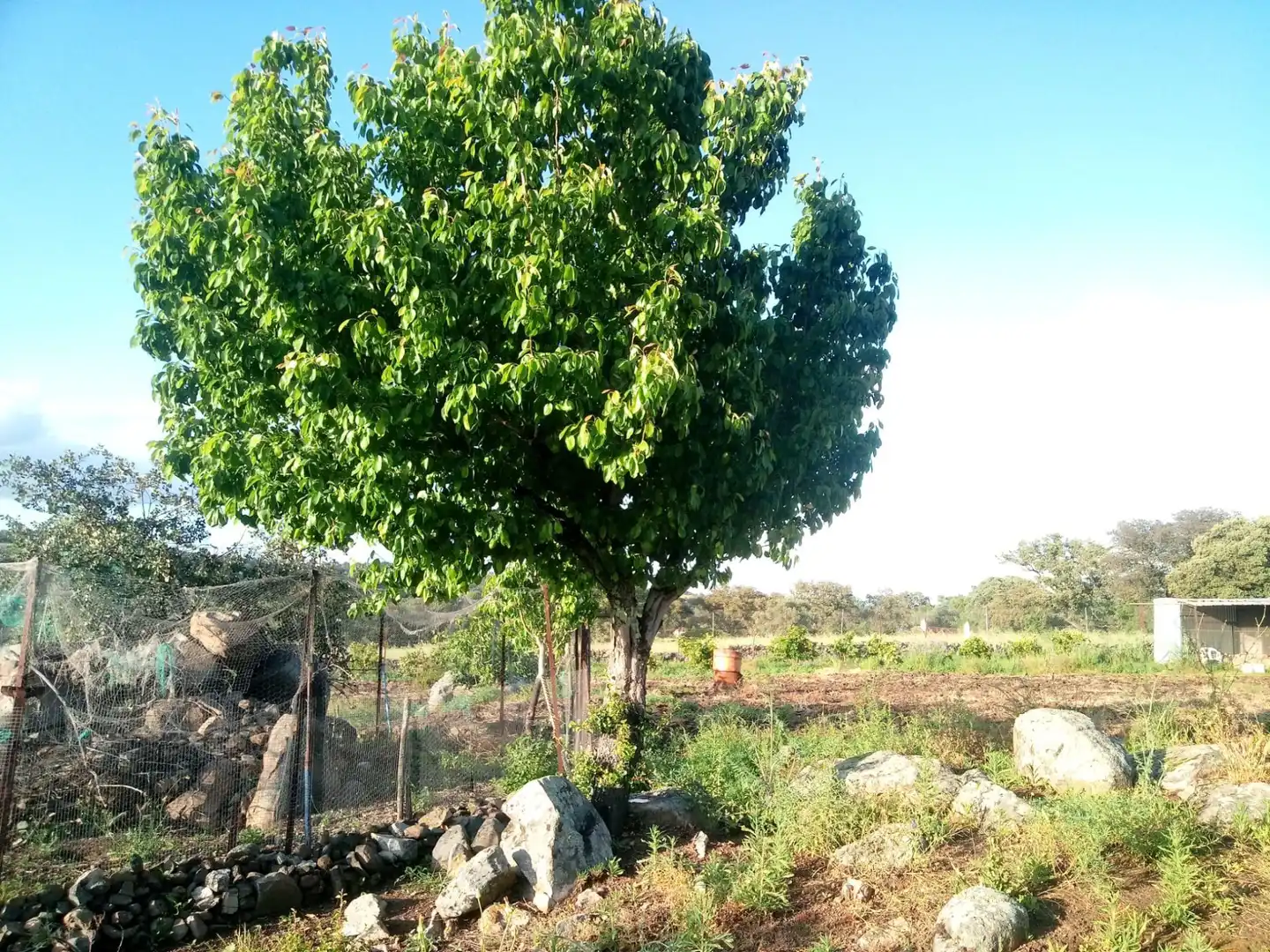 Terreni e lotti in vendita a Castilblanco de los Arroyos, imagen 15