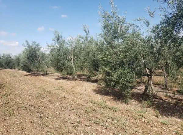 Rural land for sale in Arahal, imagen 5