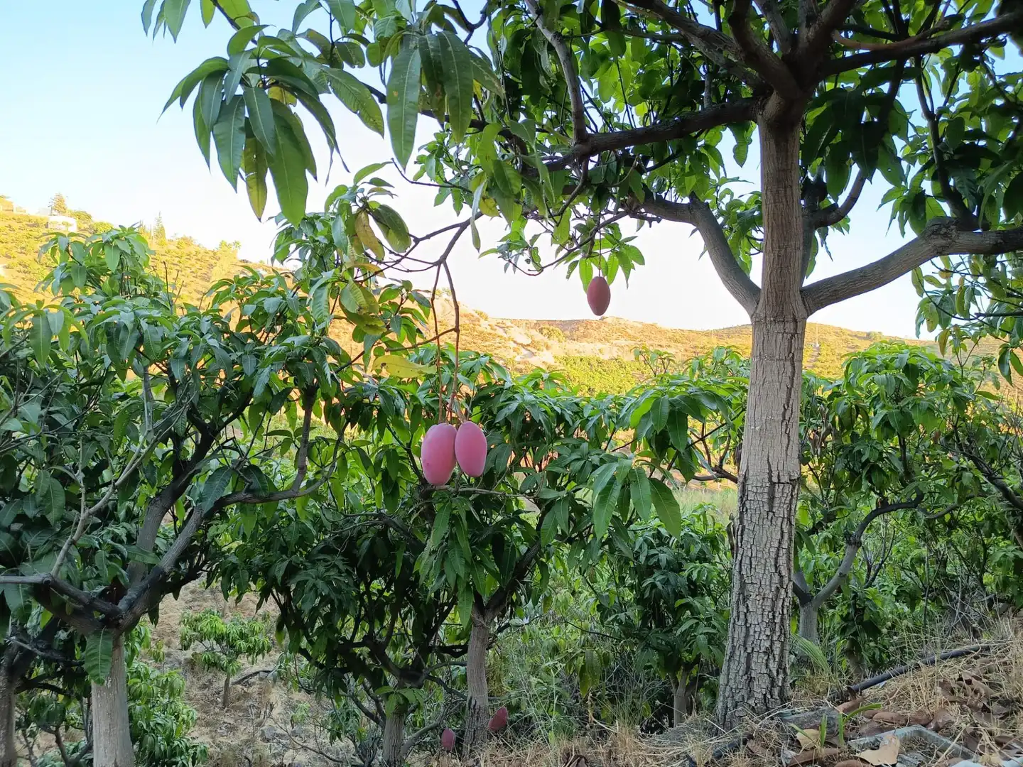 Terrenys i solars en venda a Canillas de Aceituno, imagen 7