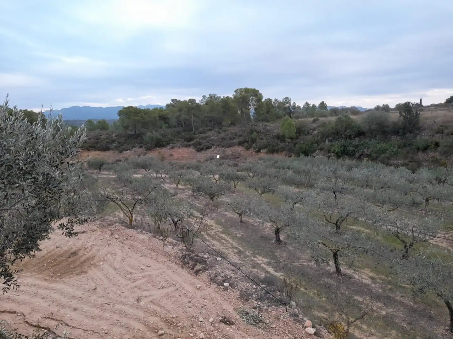Terreny rústic en venda a Miravet, imagen 15