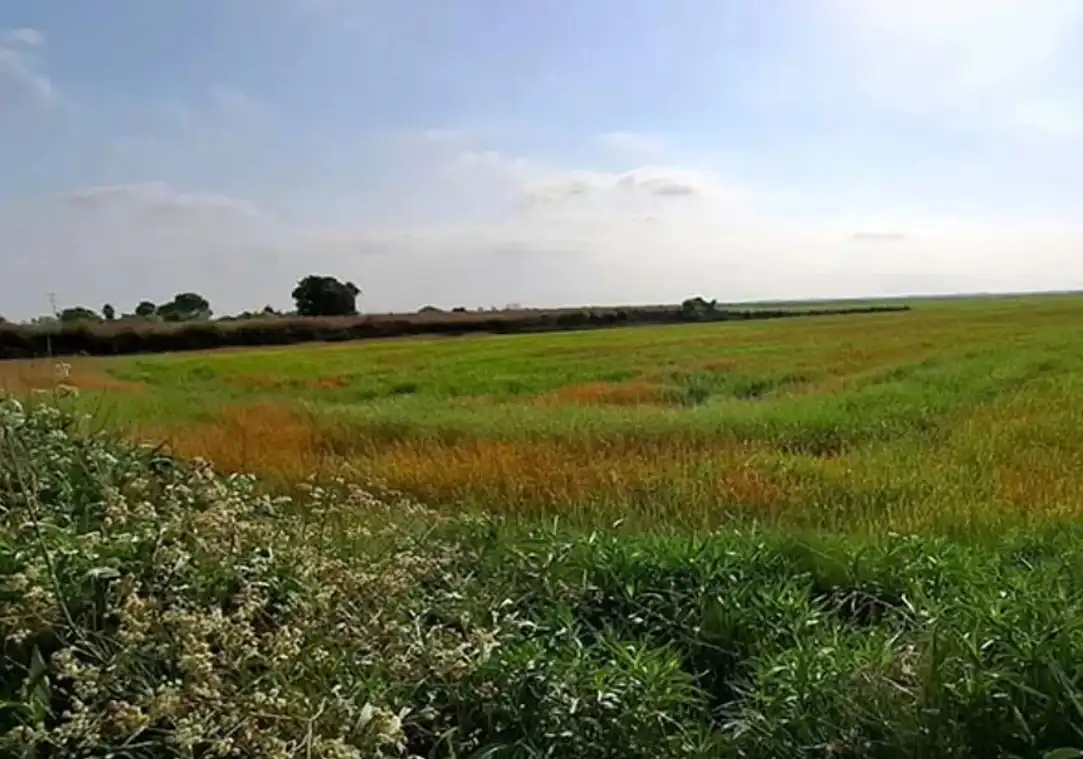 Rural land for sale in Silla, imagen 10