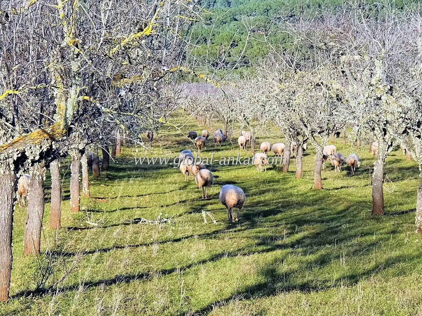 Residential land for sale in S'Horta - Cas Concos des Cavaller - Es Carritxó