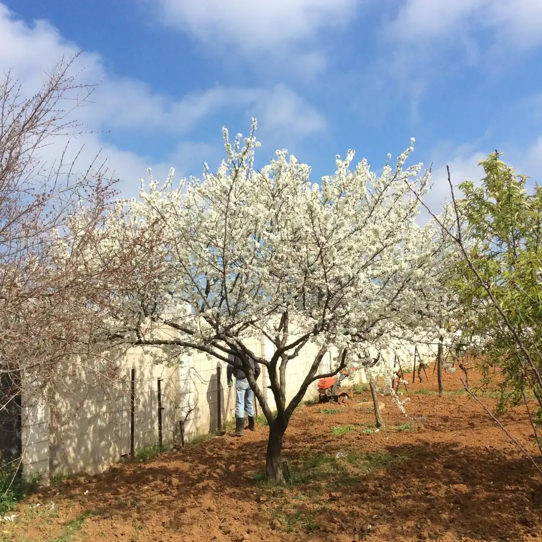 Jardí de Terreny en venda en Chipiona Norte