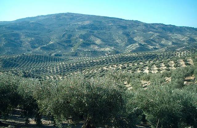 Terreno en Venta en Villacarrillo