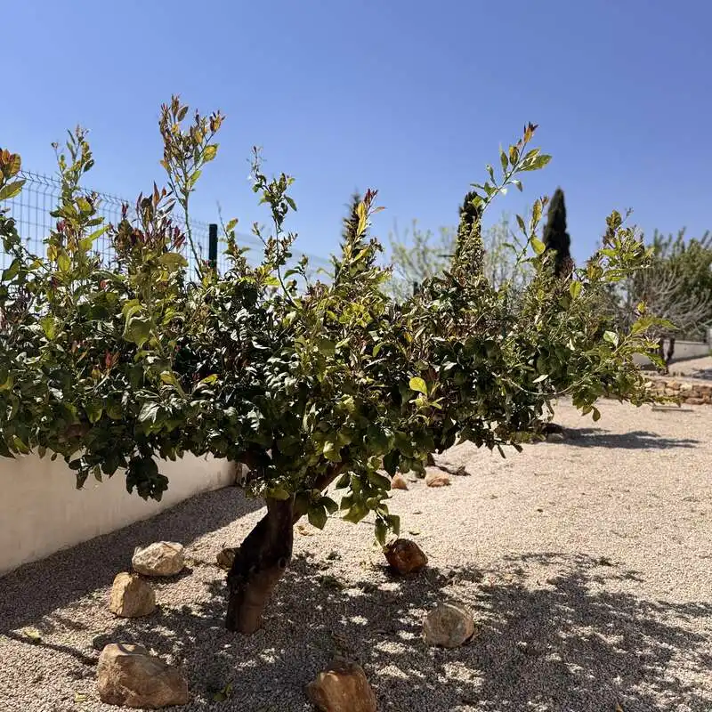 Jardín de Piso en venta en Periana con Trastero