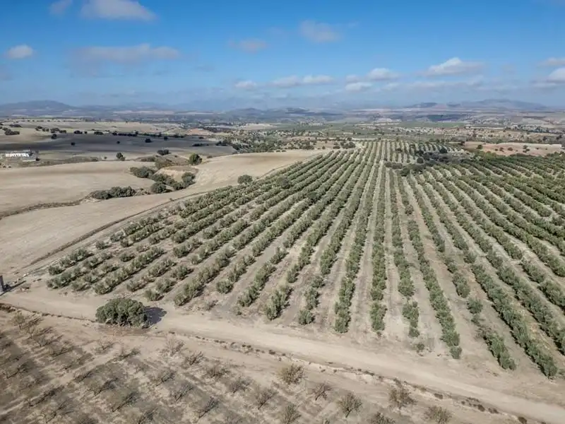 Land for sale in Alamedilla