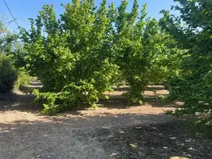Terreno rustico in vendita a Carrer Sant Pere 1, imagen 11