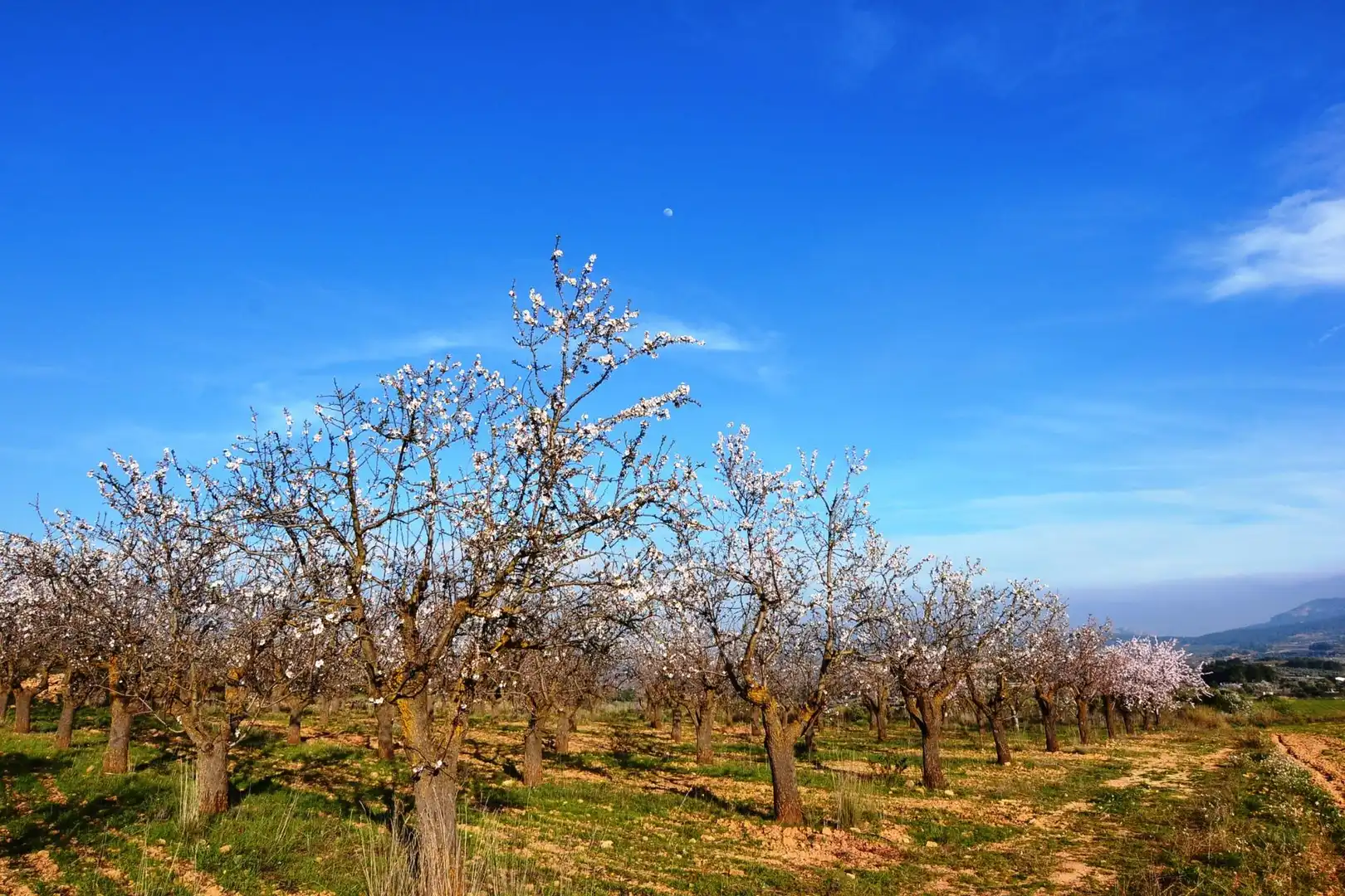 Rural land for sale in Gandesa, imagen 53