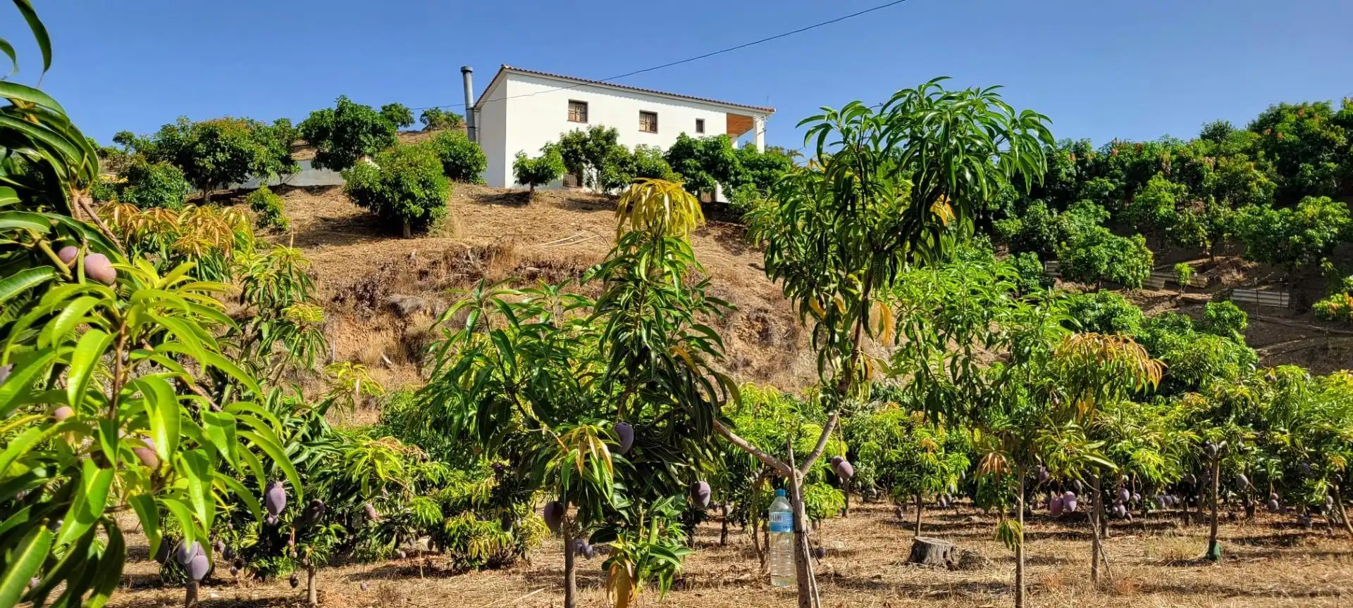 Terreny rústic en venda a Vélez-Málaga ciudad