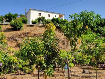 Terreny rústic en venda a Barrio Crujía Atalaya Baja