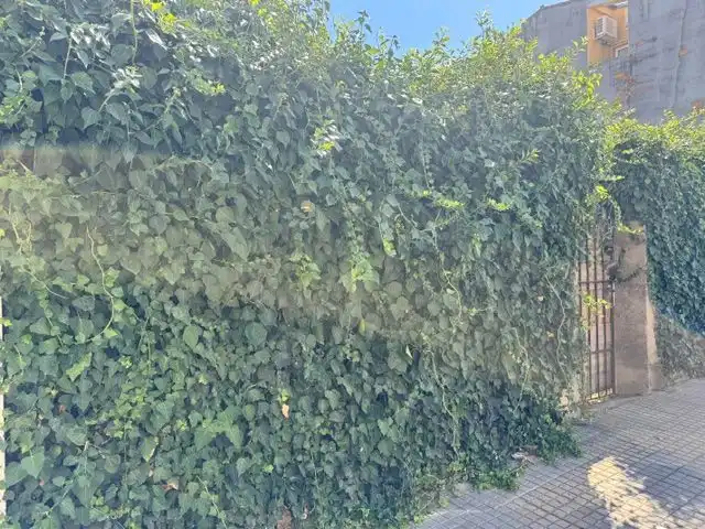 Terrenys i solars en venda a Vila de Palafrugell, imagen 3
