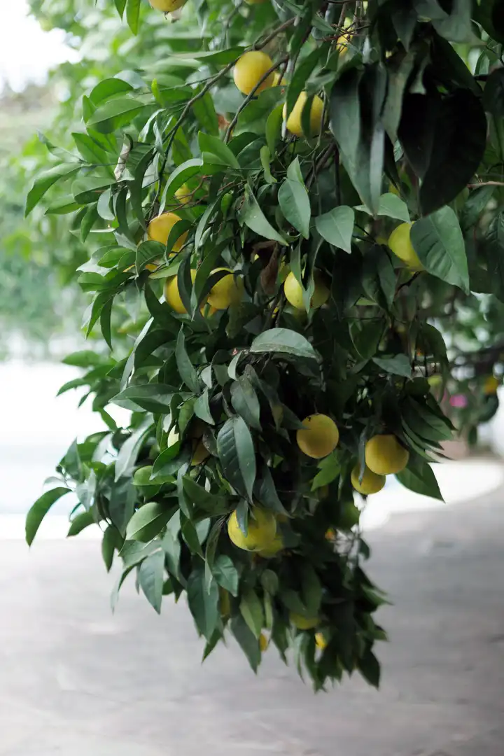 Jardí de Casa o xalet en venda en Marbella amb Aire condicionat, Jardí privat i Terrassa