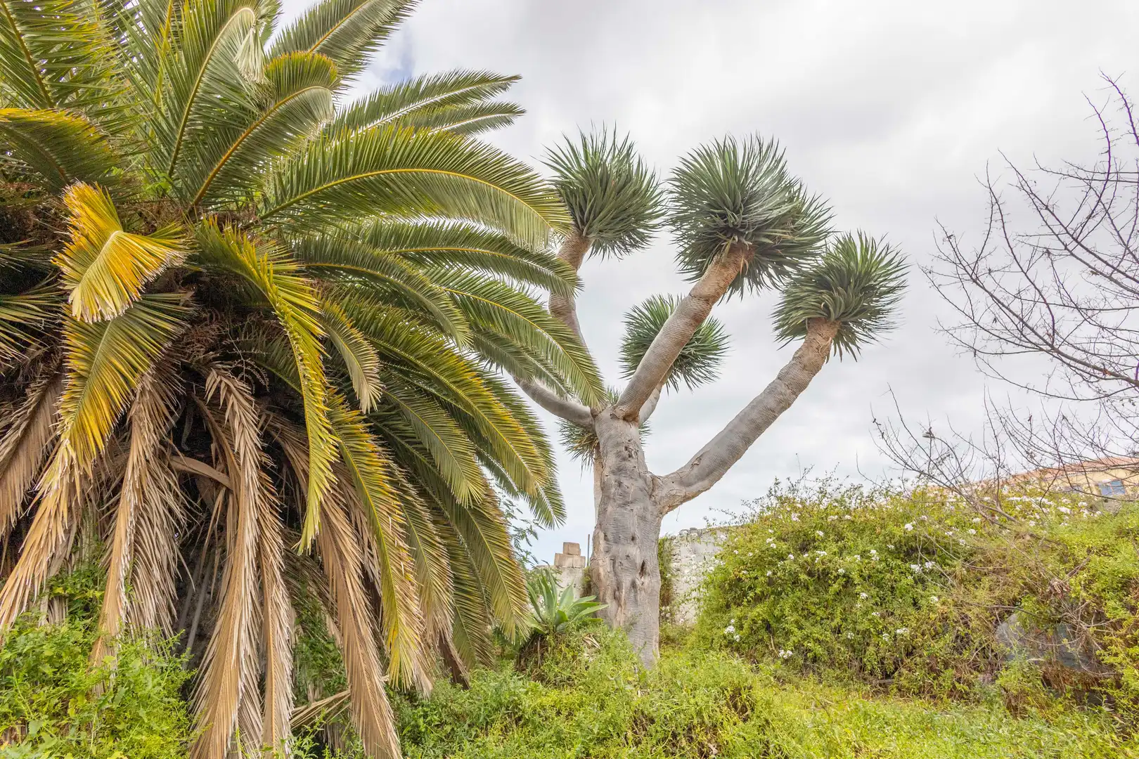 Jardín de Residencial en venta en La Guancha