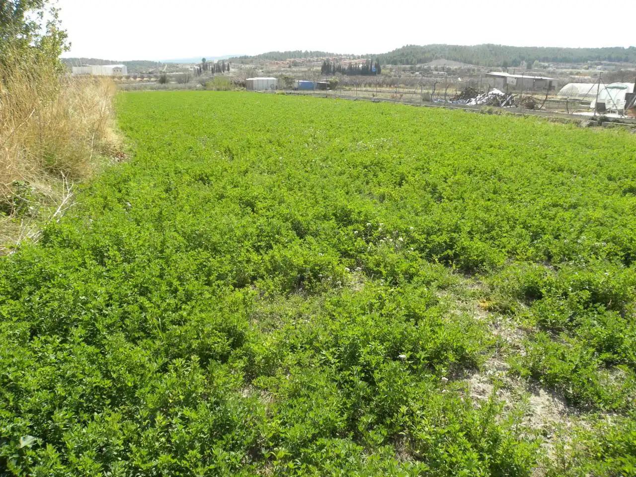 Residential land for sale in Caravaca de la Cruz, imagen 2
