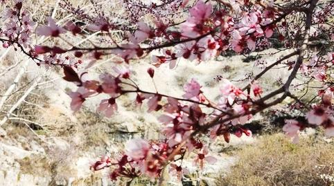 Photo 3 of House or chalet for sale in Tubilla del Agua, Burgos