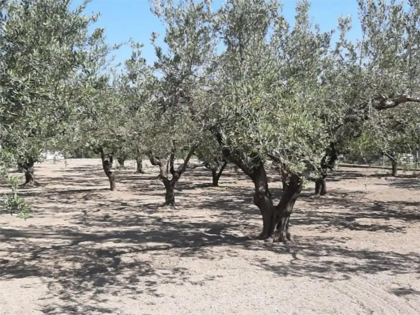 Finca rústica en venta en Ontinyent