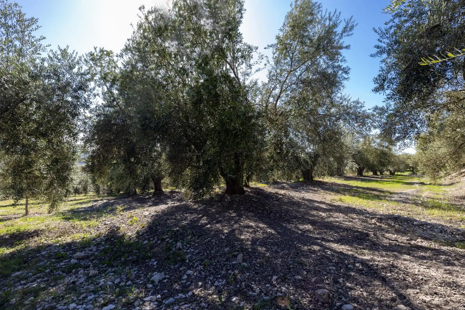 Terreni e lotti in vendita a Dúrcal, imagen 22
