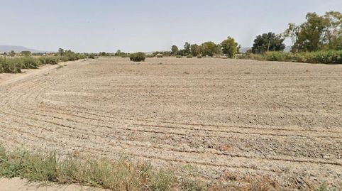 PARCELA DE REGADÍO PARA CULTIVO DE HORTALIZA Y FRUTÍCOLA.., immagine 3