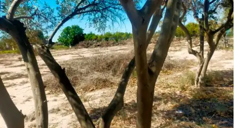 Terrain rustique à vendre à La Foia - Daimés - Asprella, imagen 3