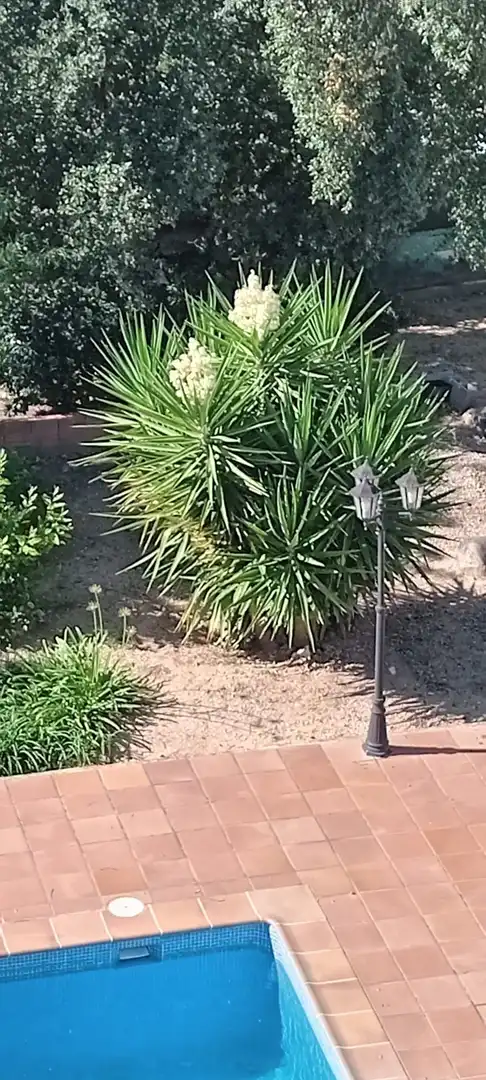 Jardí de Casa o xalet en venda en Riells i Viabrea amb Calefacció, Jardí privat i Terrassa