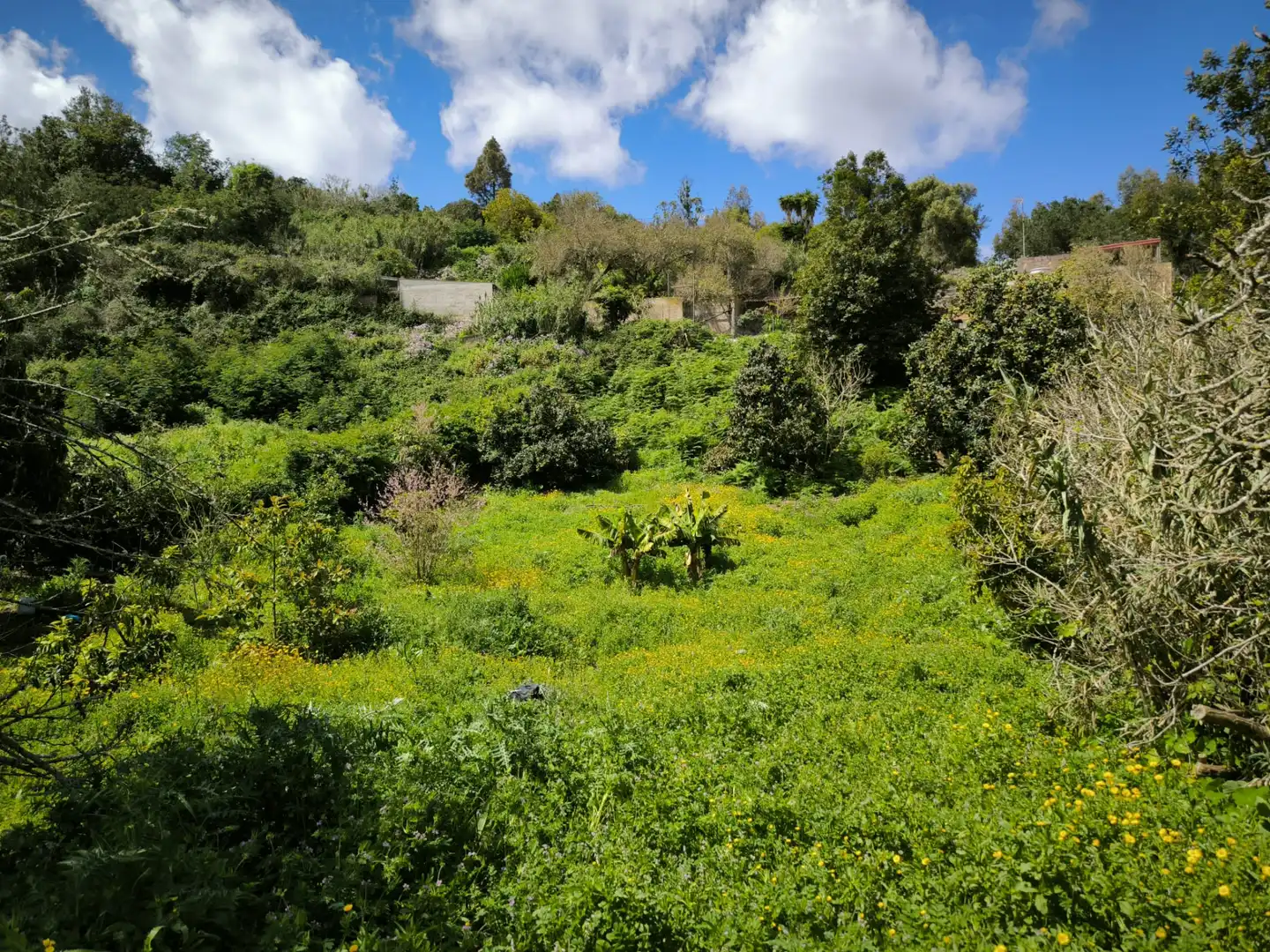 Finca rústica en venta en Moya (Las Palmas)