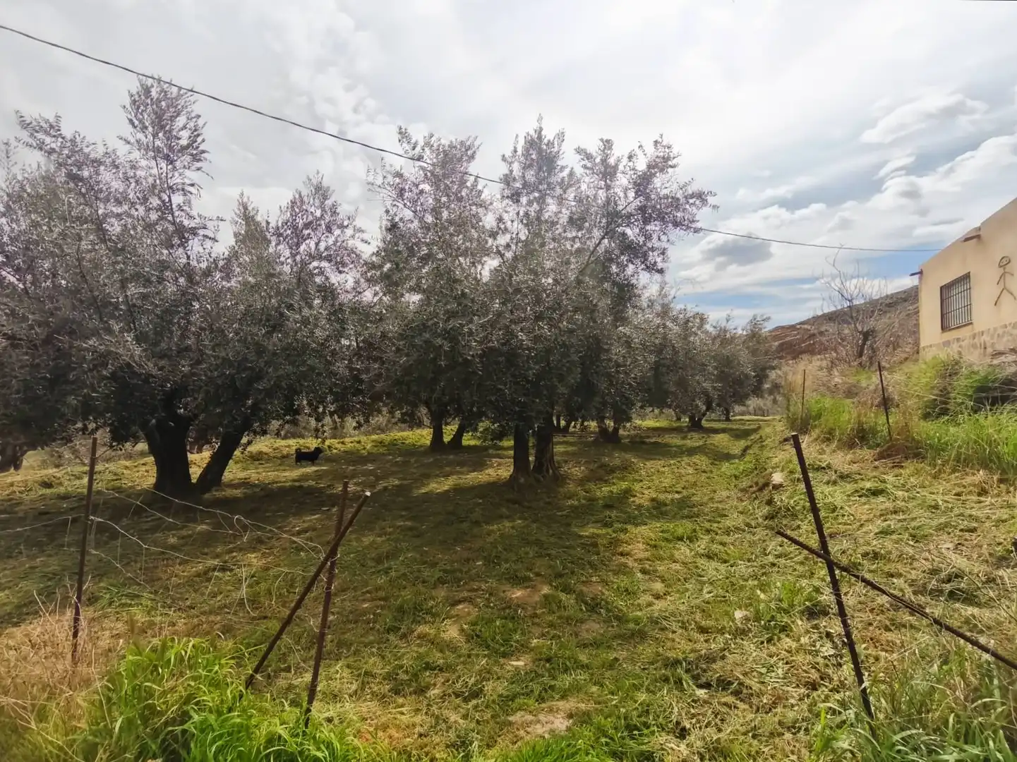 Finca rústica en venda en Abla