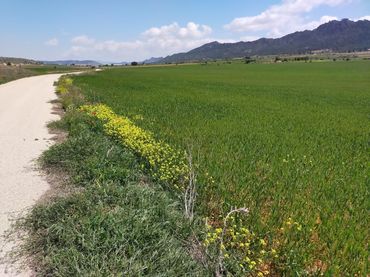Terreno rustico in vendita a Yecla
