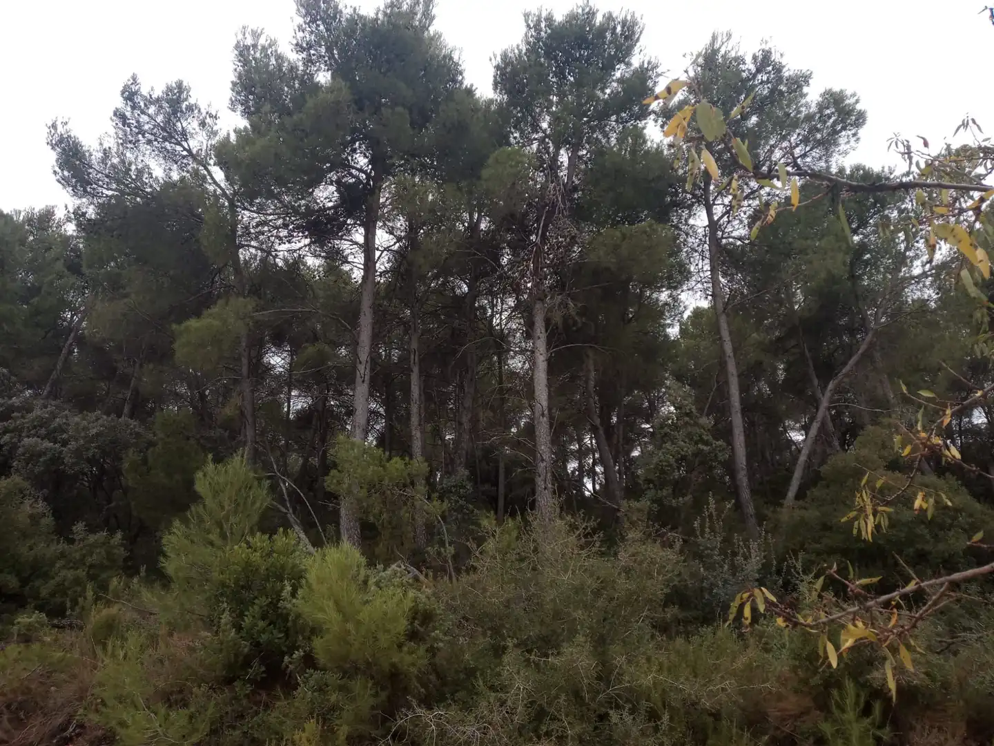 Terreni e lotti in vendita a La Fresneda, imagen 6