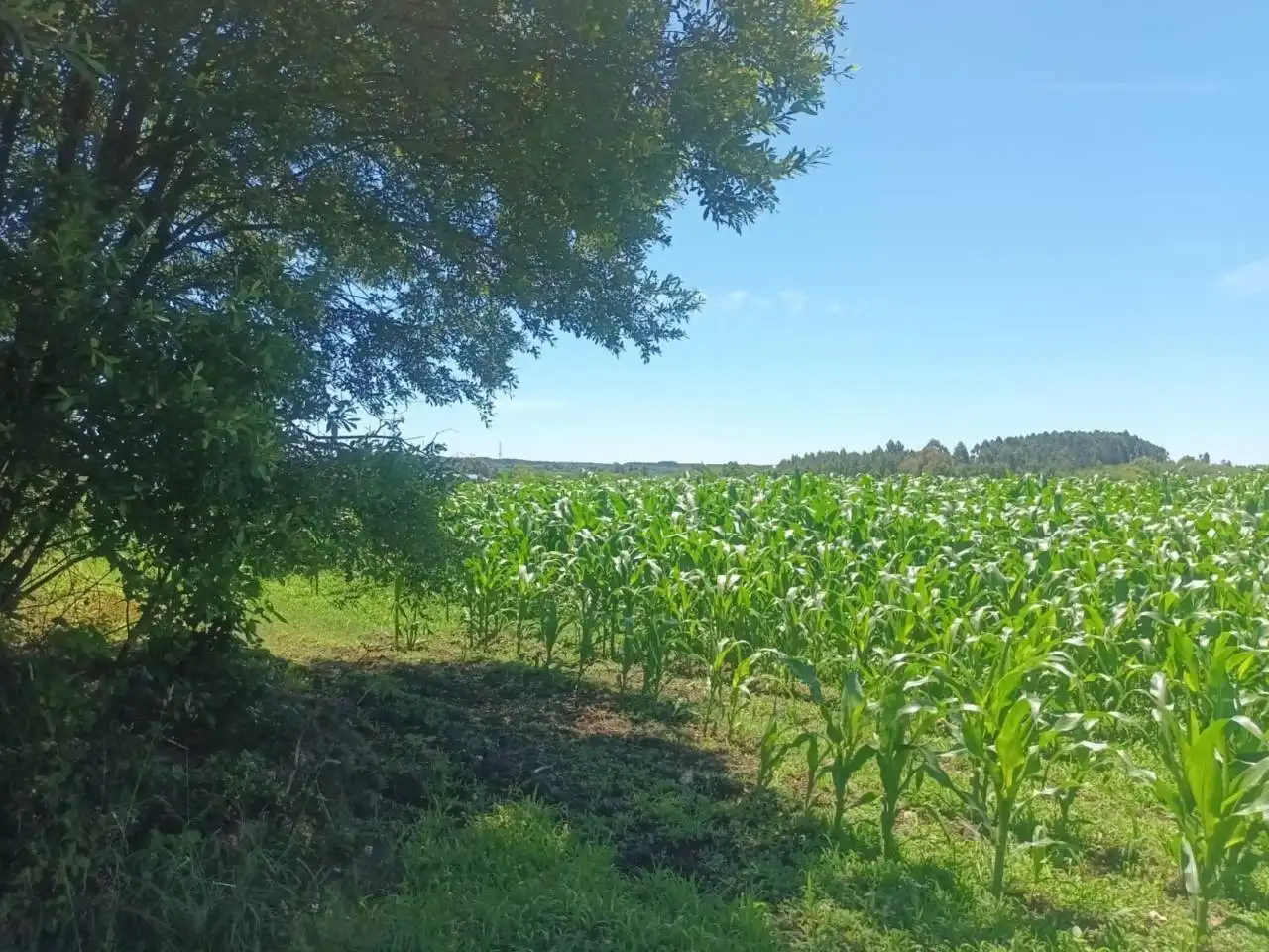 Terreno en venta en Oza dos Ríos
