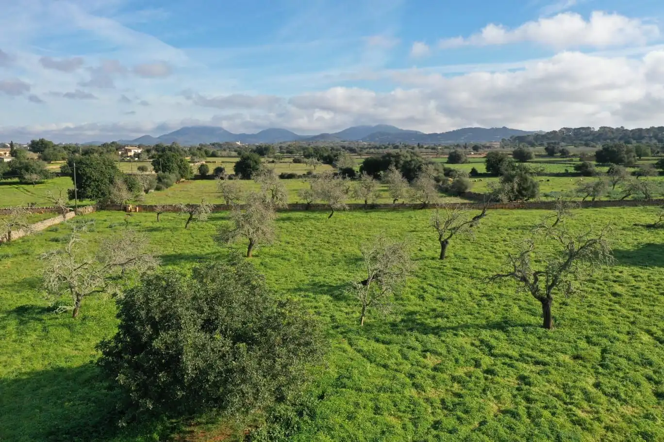 Rural land for sale in Cas Concos - Santanyí, imagen 4