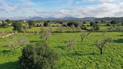 Descubre el terreno rústico ideal entre Cas Concos y Santanyí!, imatge 4