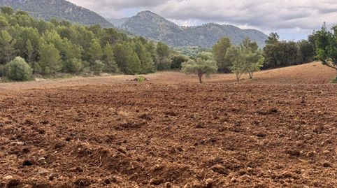 Parcela de terreno rústico situado en el munipio de Selva en plena Serra de Tramuntana.