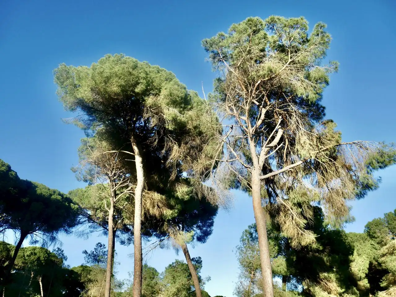 Jardí de Casa o xalet en venda en Hinojos amb Jardí privat i Moblat