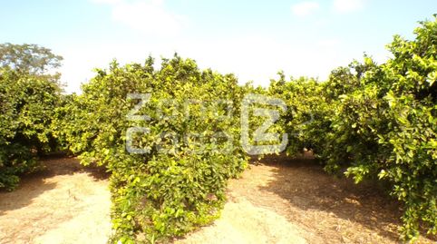 Terreno agrícola con naranjos Navelina en Carcaixent, imatge 2