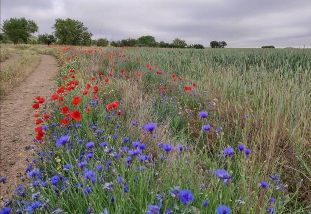 Casa-chalet en Venta en Castrillo Matajudíos