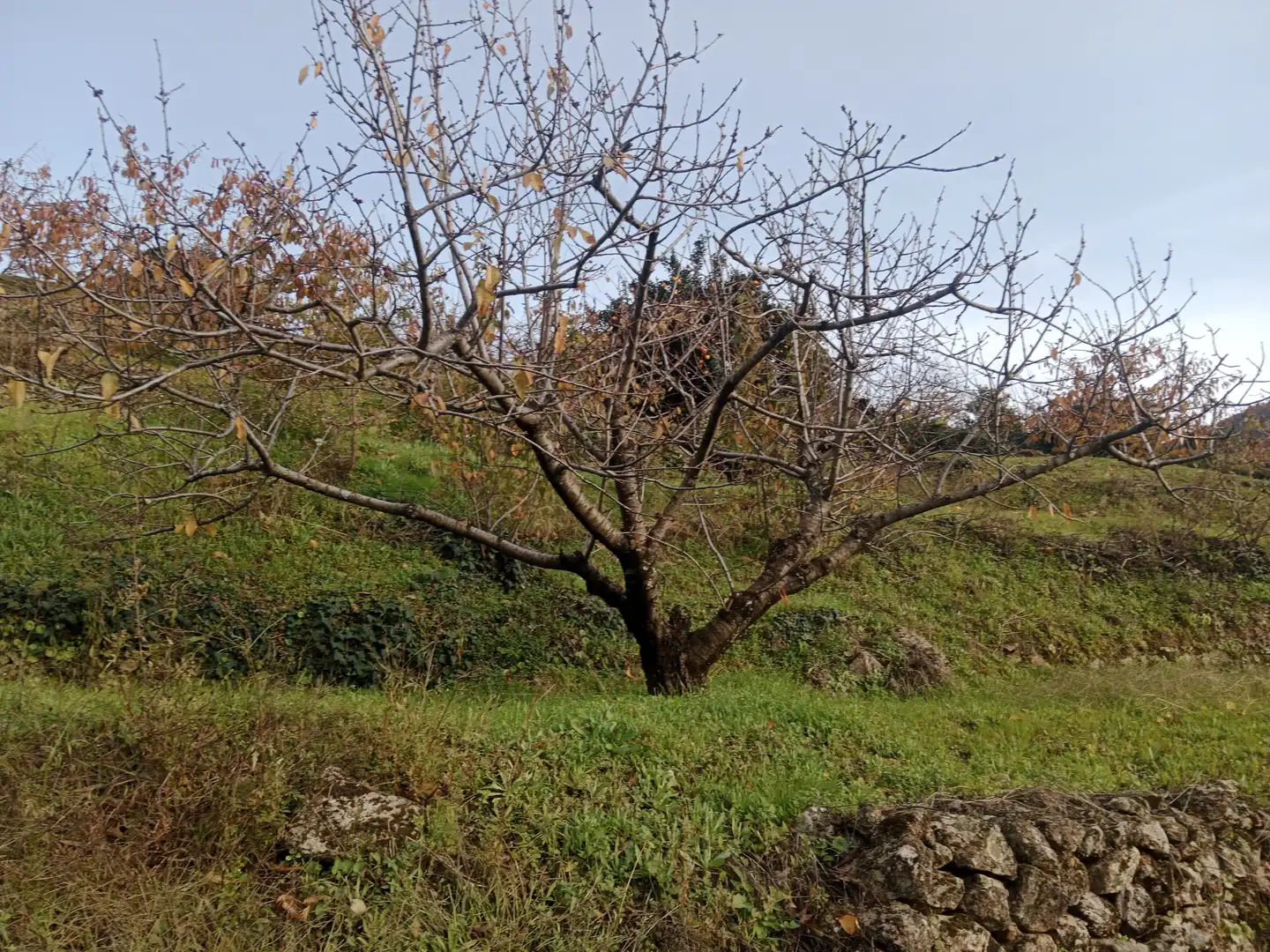 Terreni e lotti in vendita a Navaconcejo, imagen 9