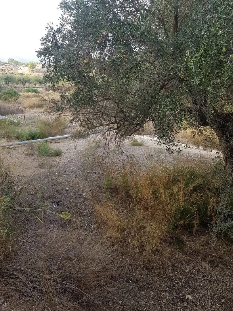 Casa o xalet en venda en Monóvar  / Monòver amb Jardí privat