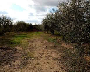 Terreny en venda en Arahal