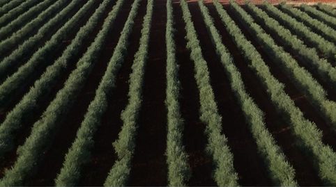 SE VENDE FINCA DE OLIVOS CON ALMAZARA, immagine 2