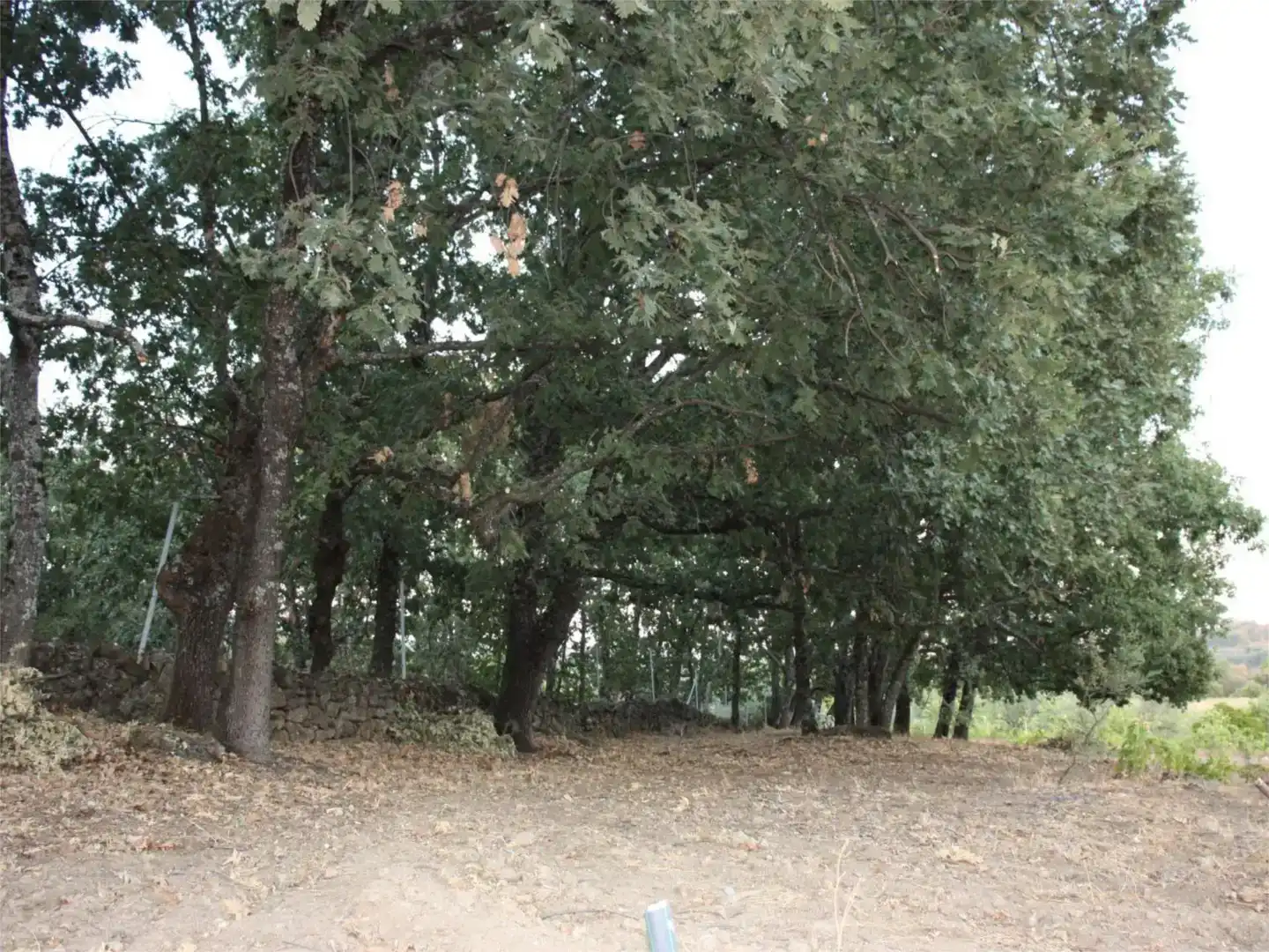 Finca rústica en venta en Losar de la Vera