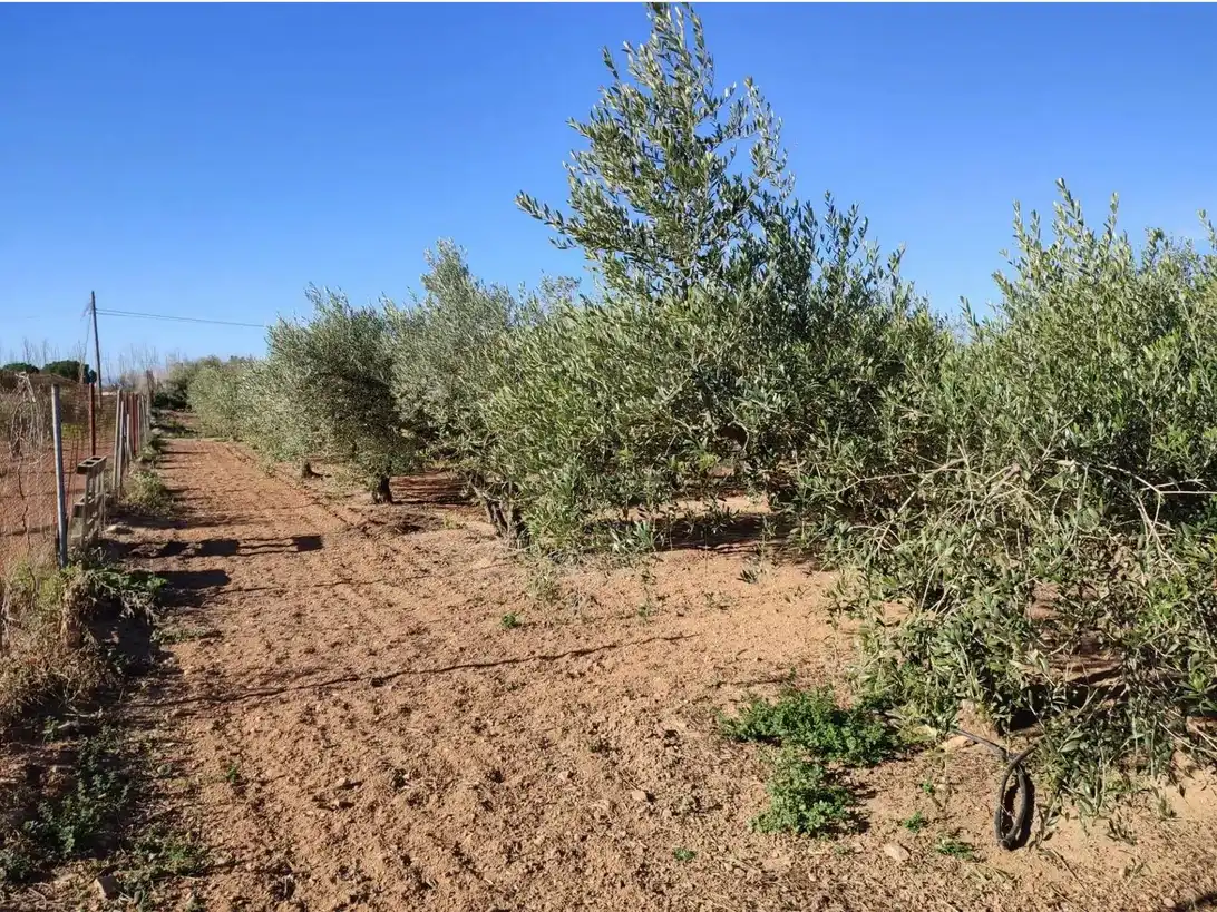Wohnbaugrundstück zum Verkauf in Llevant, imagen 7