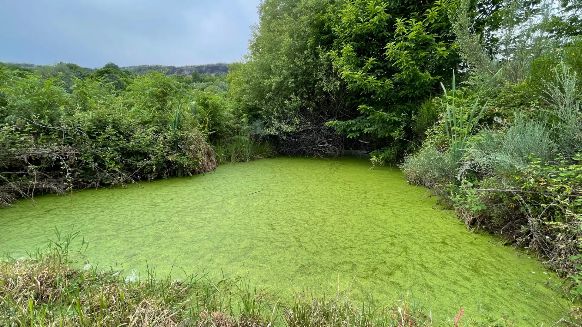 Garten von Grundstücke zum Verkauf in El Arenal 