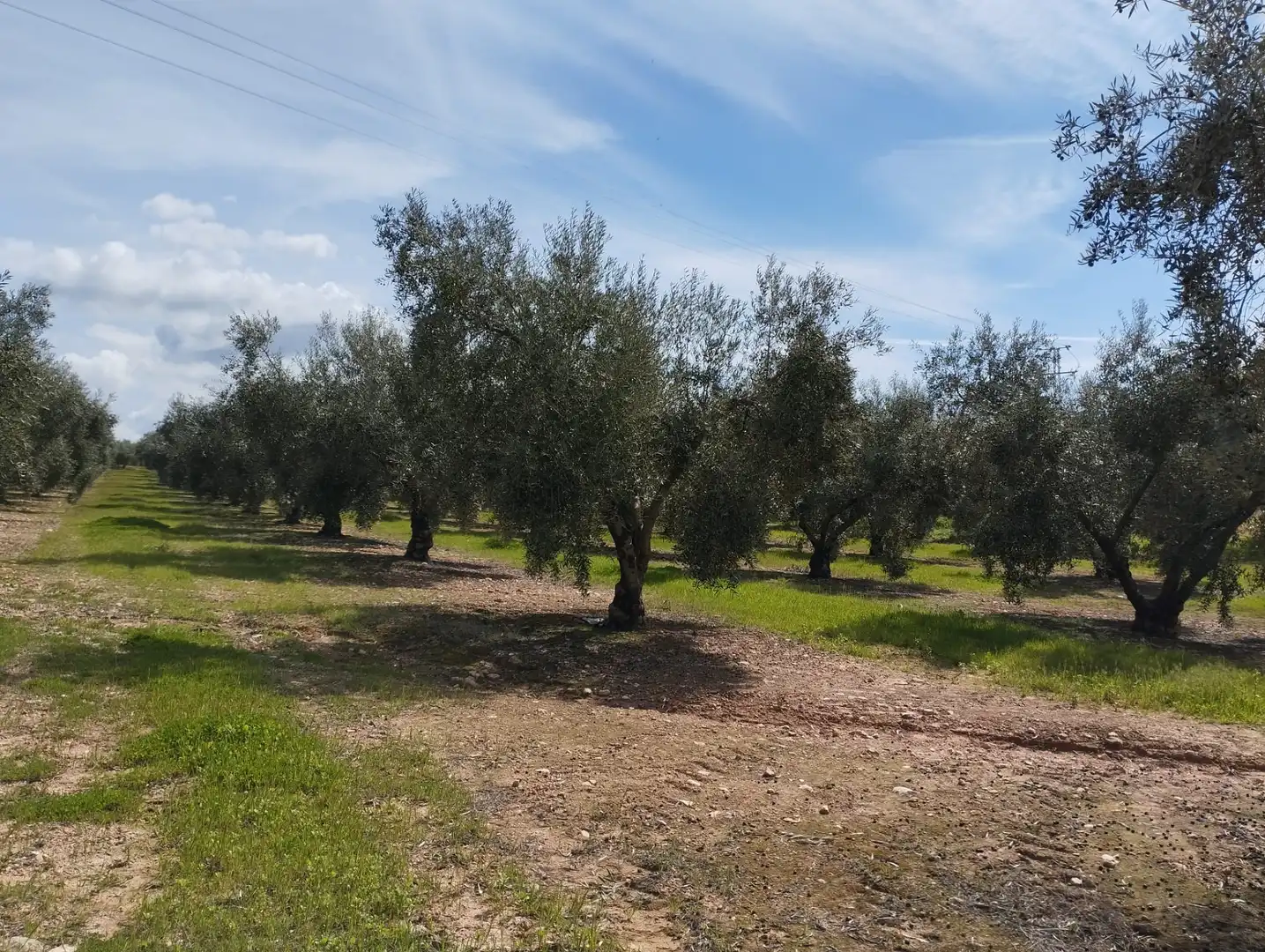 Terreno rustico in vendita a Calle los Yesares, imagen 6