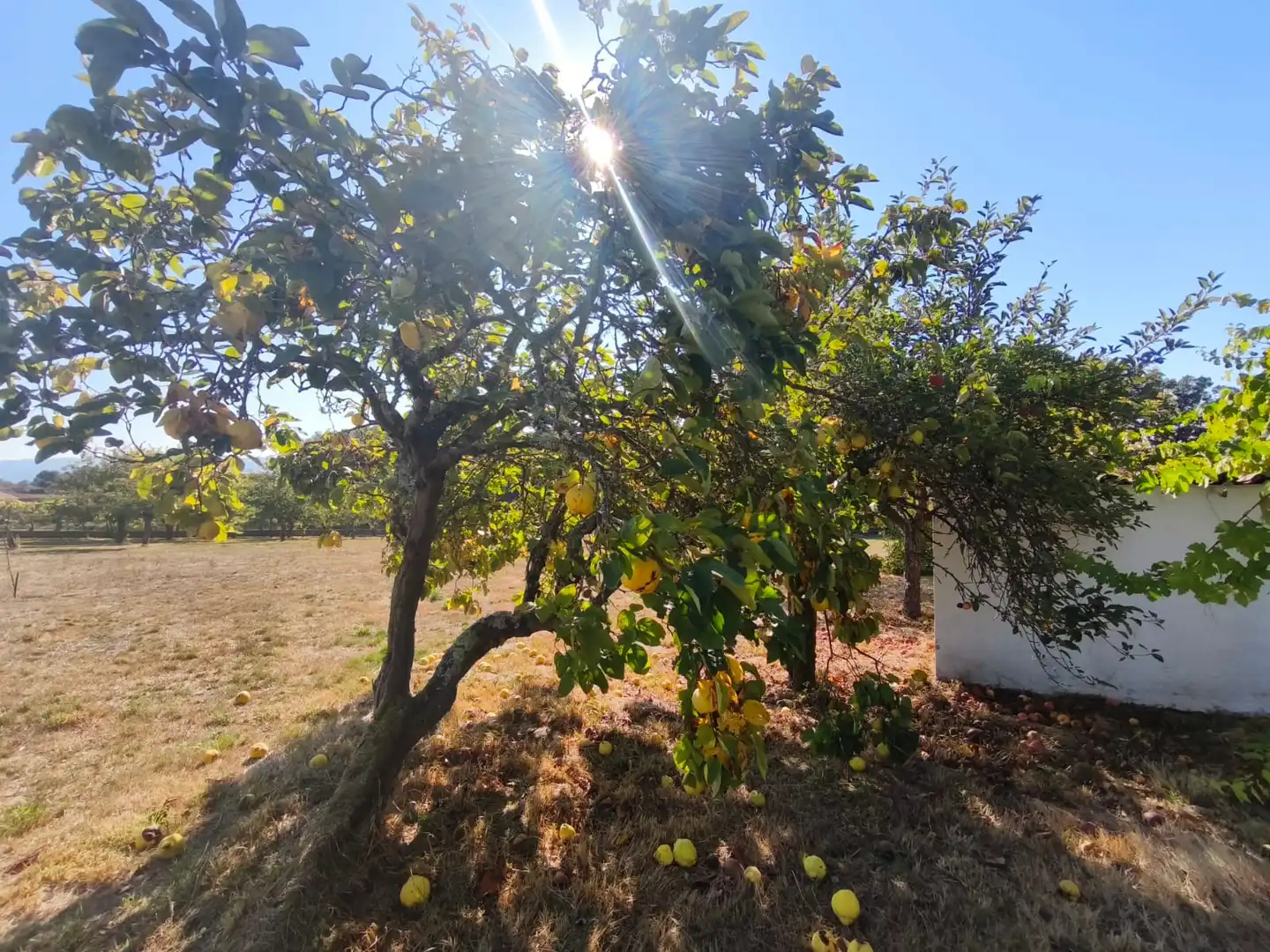 Chalet con terraza en venta en Coles, imagen 41