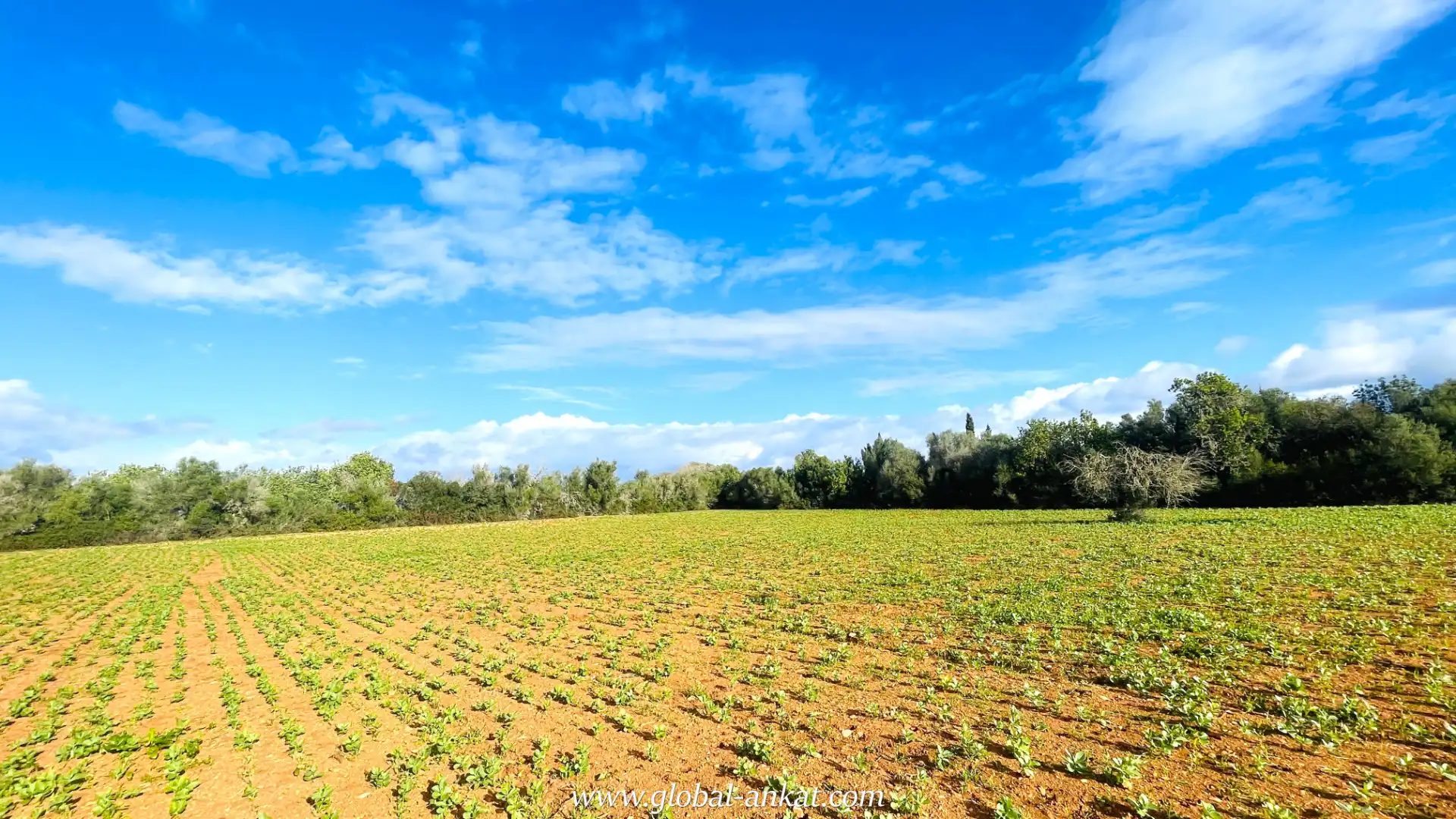 Rural land for sale in Felanitx Poble, imagen 3