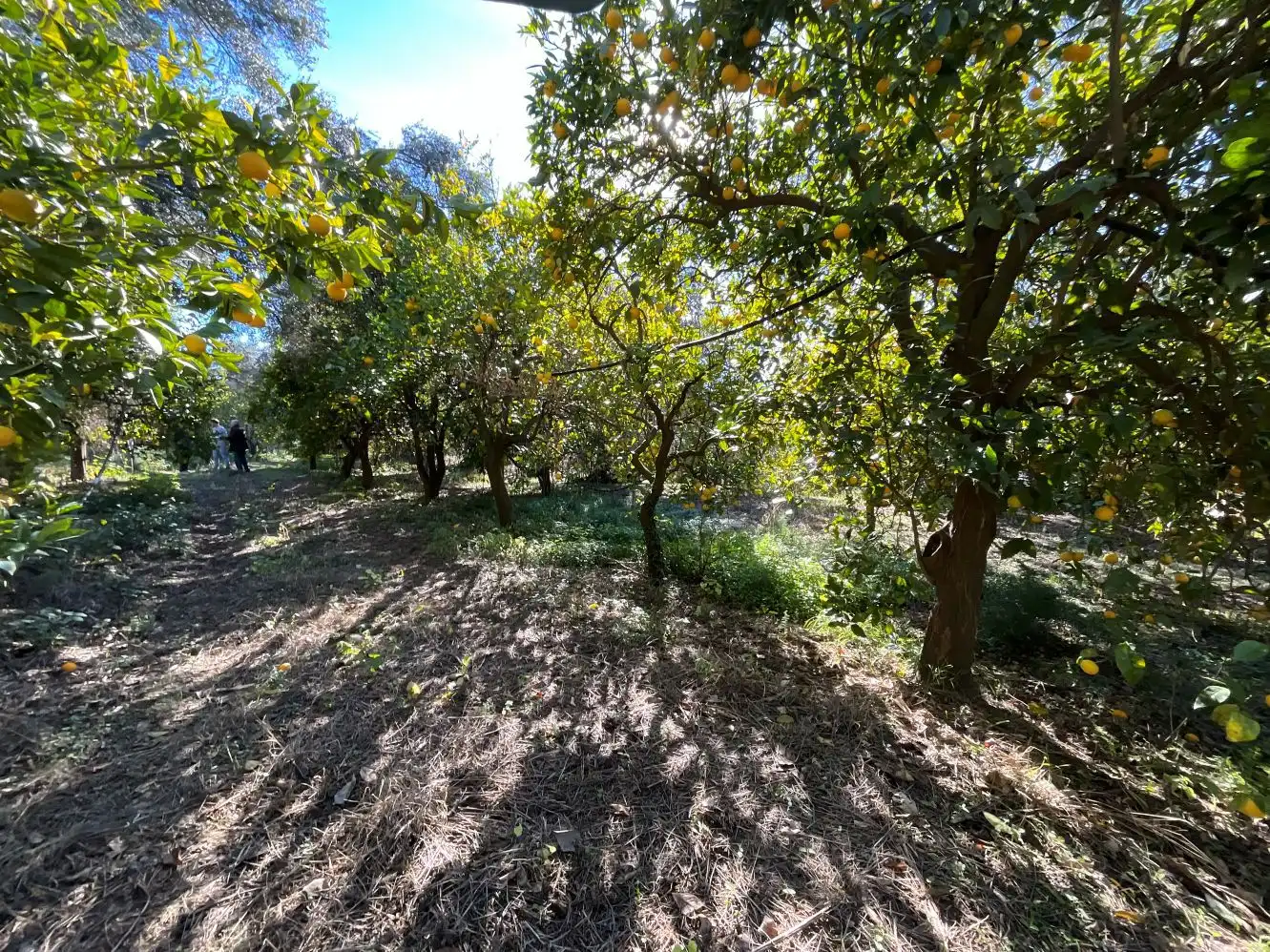 Terreni e lotti in vendita a Lecrín, imagen 20