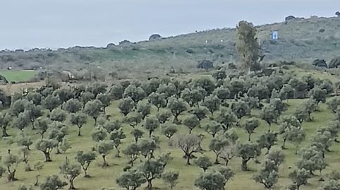Finca Chapitel, Olivos de Secano, immagine 3